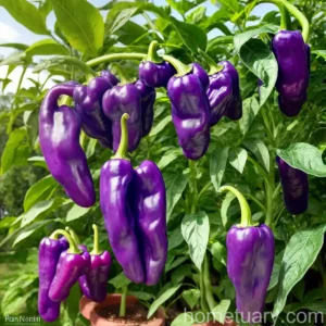 Capsicum Chinense (Purple Pepper ‘pimenta Da Neyde’)