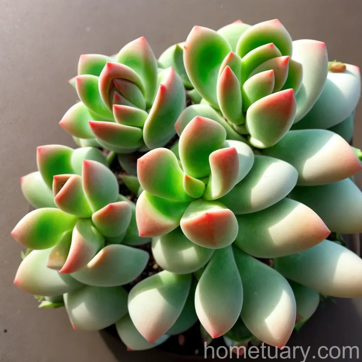 Chenilleplant (Echeveria Pulvinata)