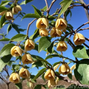 Chimonanthus Praecox ‘Luteus’ (Wintersweet)