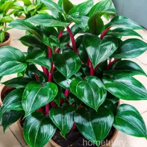 Chinese Evergreens (Aglaonema Commutatum ‘lady Valentine’)