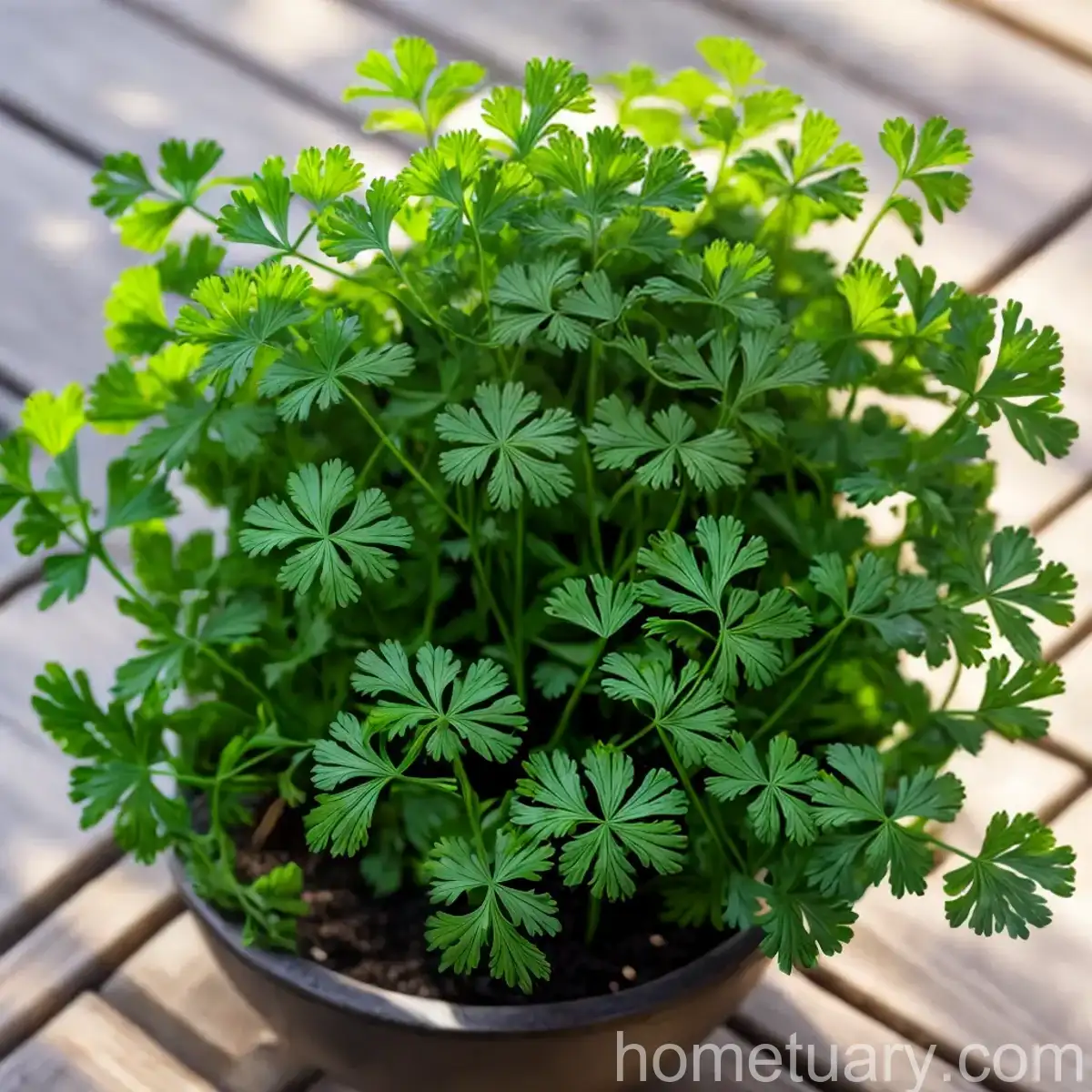 Cilantro / Coriander (Coriandrum Sativum)