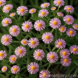 Common Fleabane (Pulicaria Dysenterica)