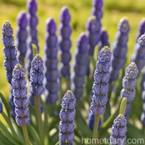 Common Grape Hyacinth (Muscari Comosum)