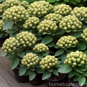 Common Spurge (Euphorbia Taurinensis)