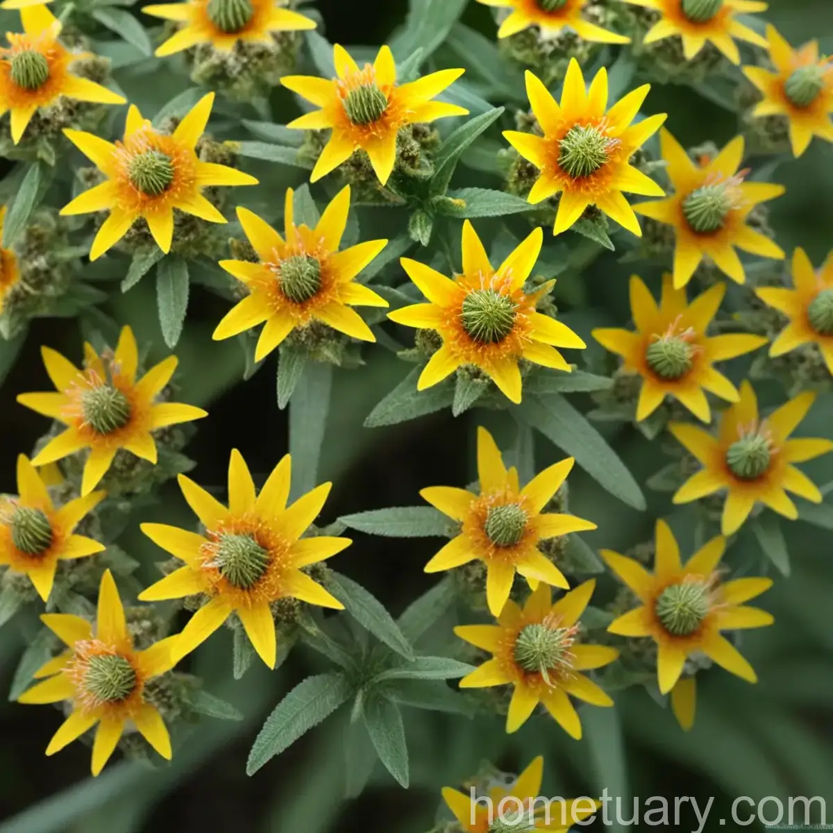 Corokia (Corokia)