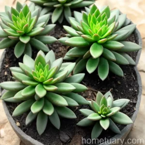 Crassula Capitella (Crassula Capitella ‘campfire’)