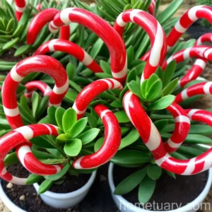 Crassula ‘candy Cane’ (Crassula Rubricaulis ‘candy Cane’)