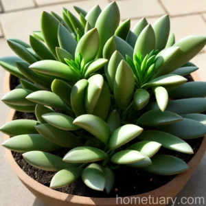 Crassula Pellucida (Crassula Pellucida)