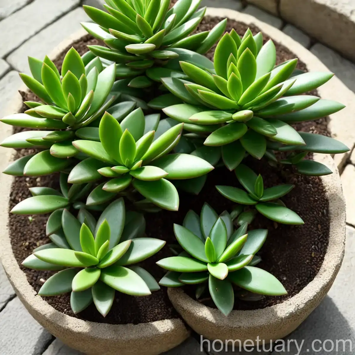 Crassula Tetragona (Crassula Tetragona)