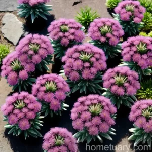 Creeping Ice Plant (Lampranthus Multiradiatus)