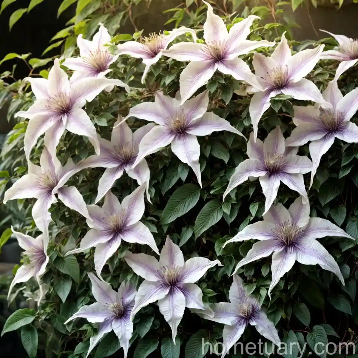 Curly Head (Clematis Ochroleuca)