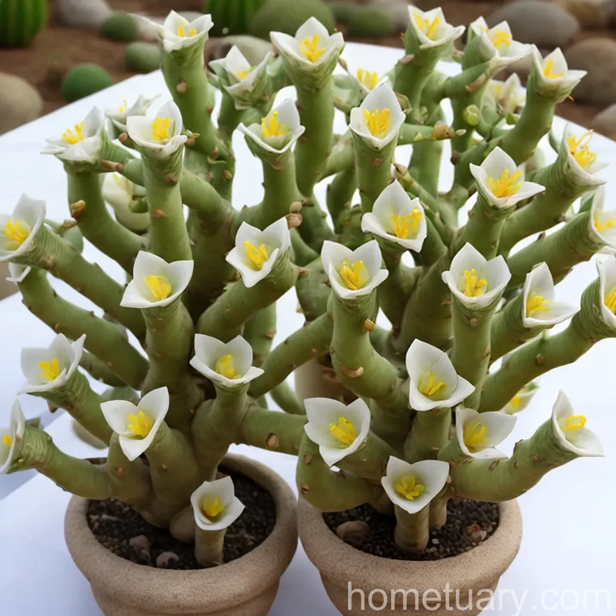 Dancing Bones Cactus (Hatiora Salicornioides)