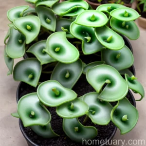 Dischidia Dragon Jade (Dischidia Nummularifolia ‘�dragon Jade’�)