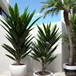 Dorado Dracaena (Dracaena Deremensis ‘dorado’)
