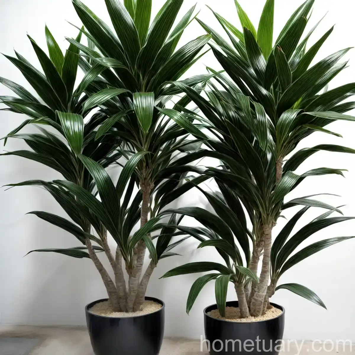 Dracaena Carmen (Dracaena Reflexa)