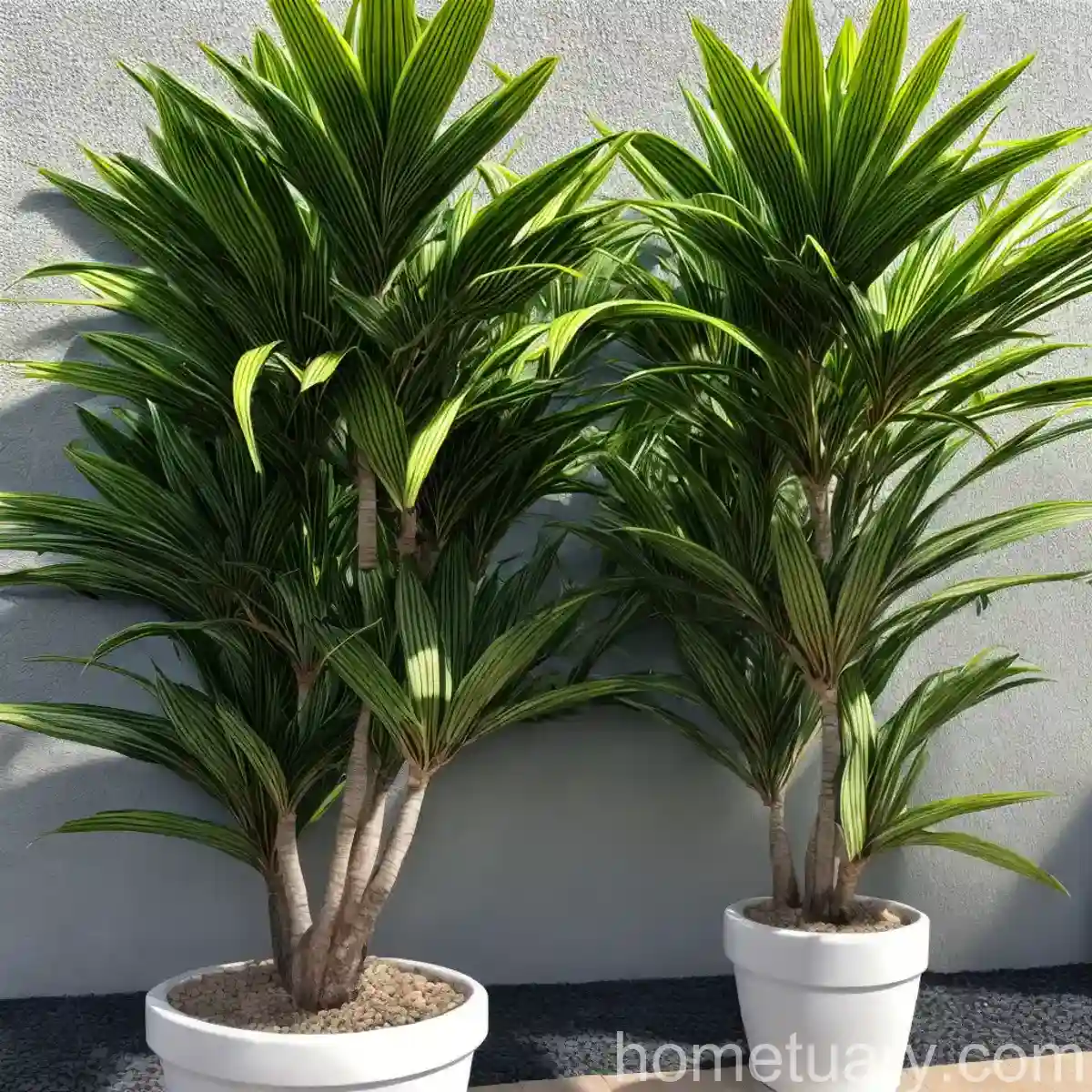 Dracaena Ray Of Sunshine (Dracaena Marginata ‘Ray Of Sunshine’)