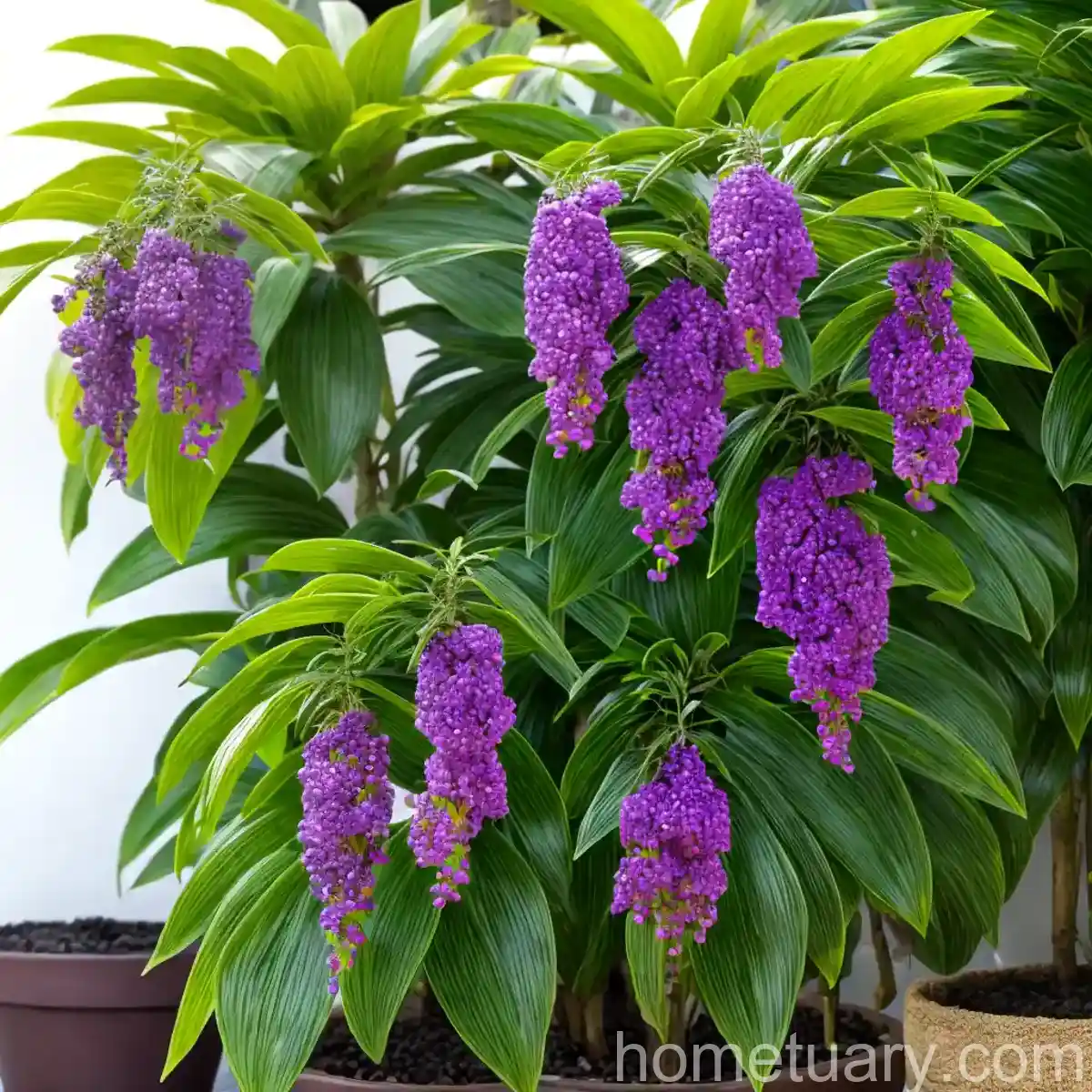 Duranta Erecta (Duranta Erecta)