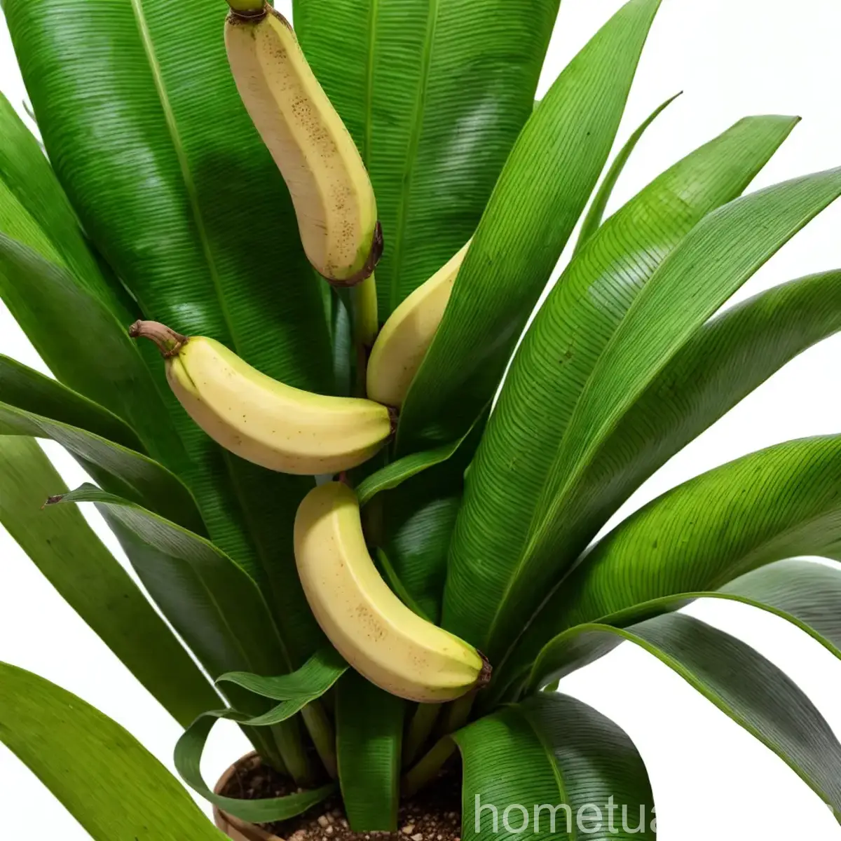Dwarf Cavendish Banana (Musa Acuminata ‘Dwarf Cavendish’)