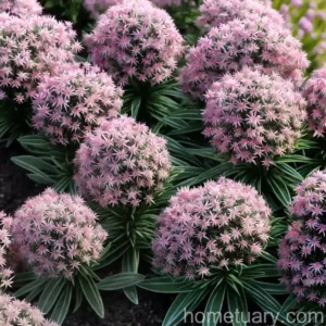 Dwarf Spanish Heath (Erica Umbellata)