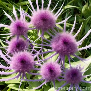 Dyer’S Plumeless Saw-Wort, Saw-Wort (Serratula Tinctoria)