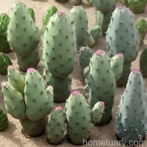Erect Prickly Pear (Opuntia Stricta)