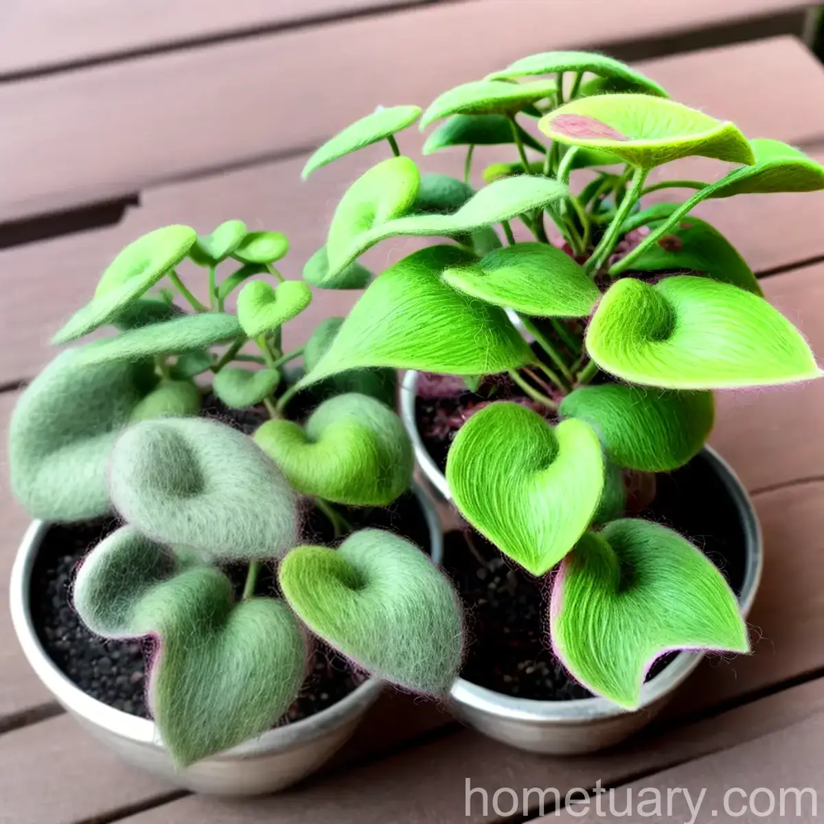 Felted Pepperface (Peperomia Incana)
