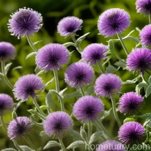 Field Scabious (Knautia Arvensis)