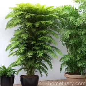 Foxtail Palm (Wodyetia Bifurcata)