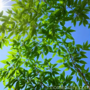 Fraxinus Pennsylvanica (Green Ash)