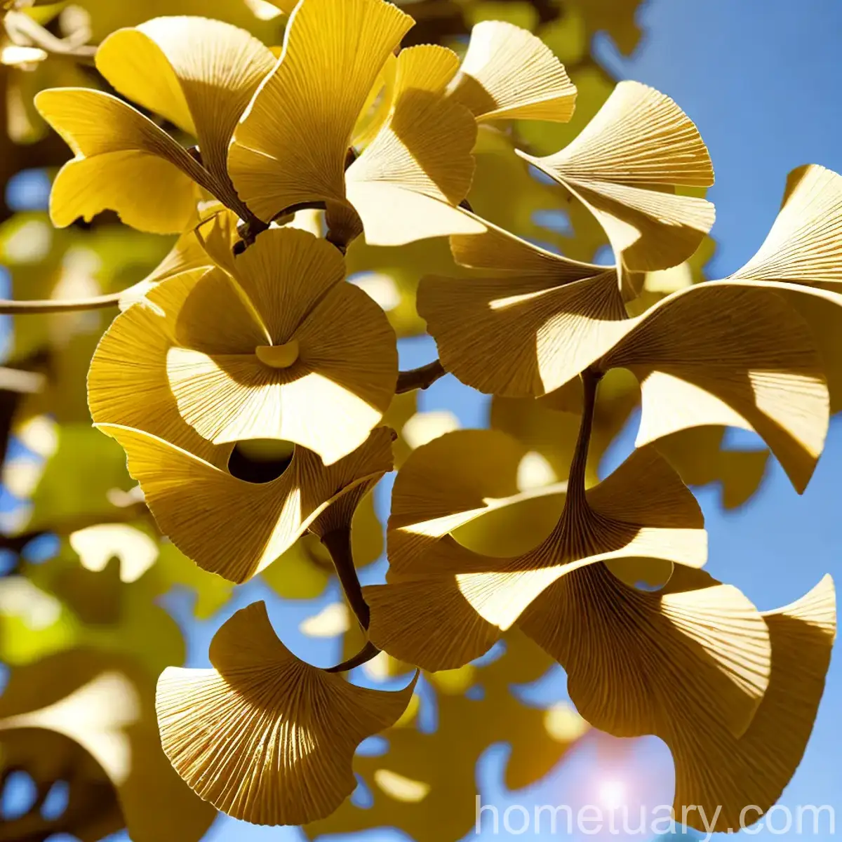 Ginkgo (Ginkgo Biloba)
