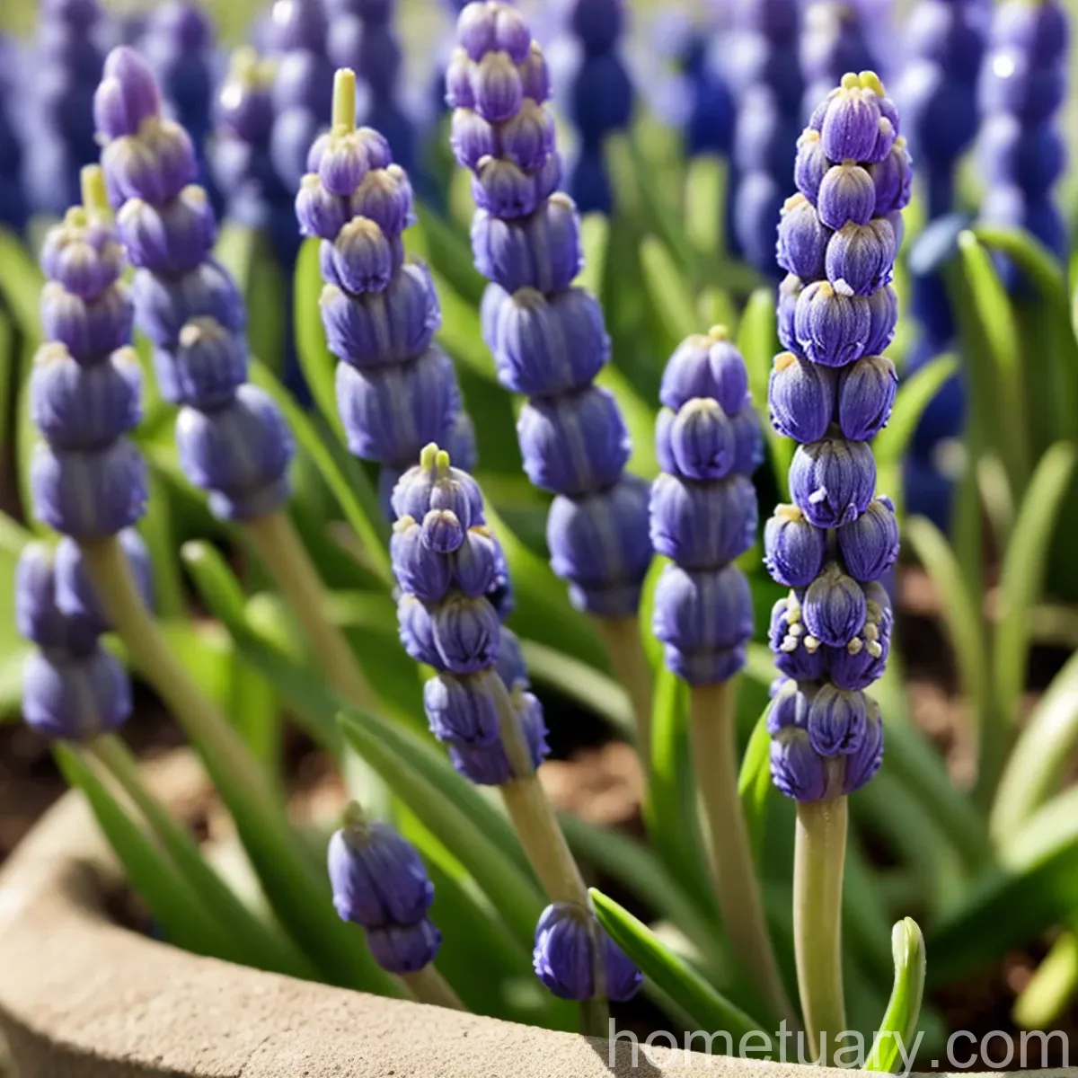Grape Hyacinth (Muscari Armeniacum)