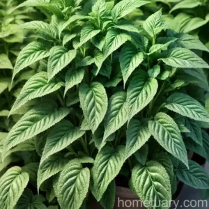 Green Amaranth (Amaranthus Viridis)