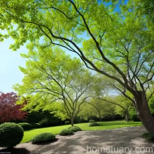 Green Ash (Fraxinus Pennsylvanica)