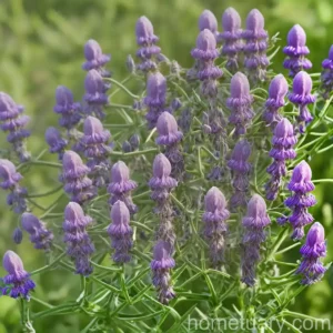 Hard Vetch, Barn Vetch (Vicia Monantha)
