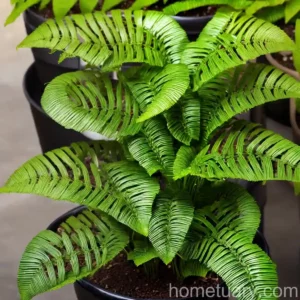 Hart’s-tongue Fern (Asplenium Scolopendrium)