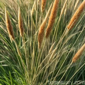 Hooked Bristlegrass, Rough Bristle-Grass, Bristly Foxtail. (Setaria Verticillata)