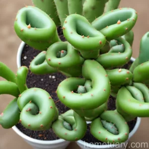 Hurricane Cactus (Lepismium Cruciforme)
