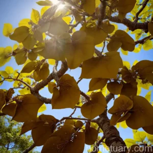 Indian Bean Tree (Catalpa Bignonioides)