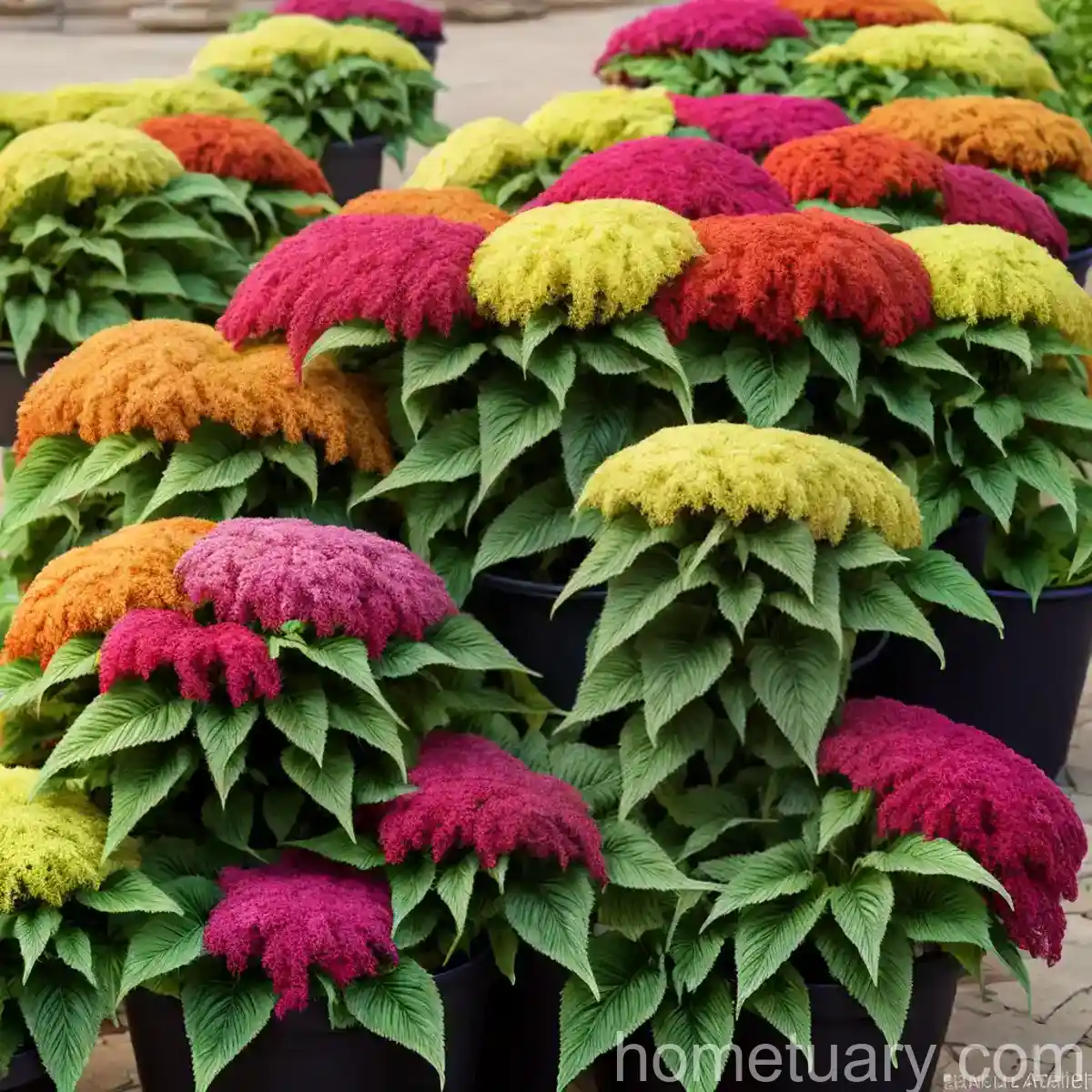 Joseph’s Coat (Amaranthus Tricolor)