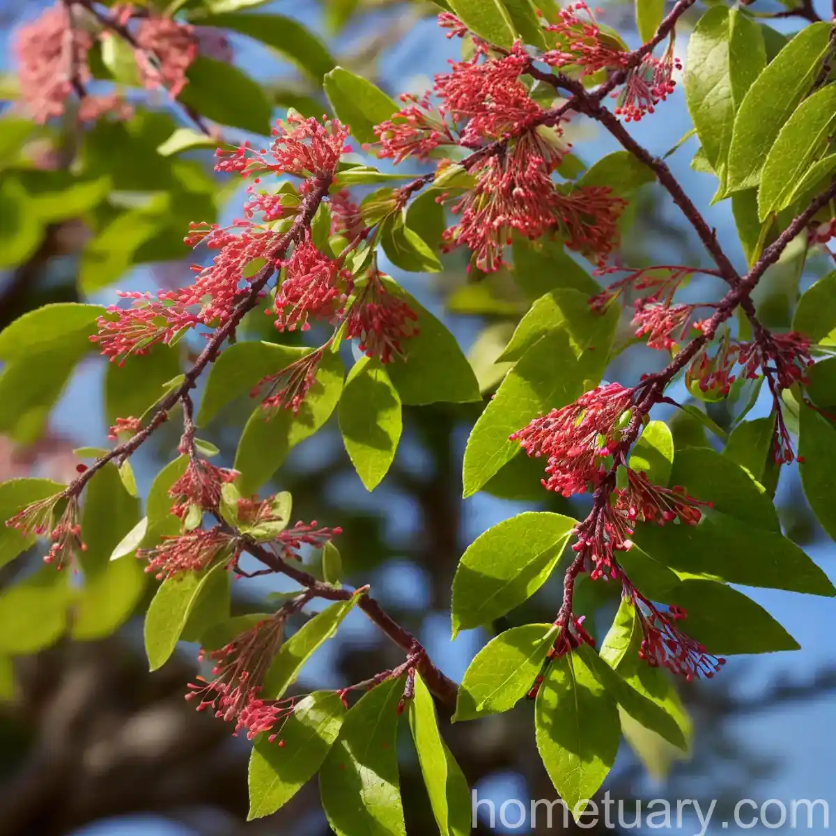 Juneberry (Amelanchier Lamarckii)