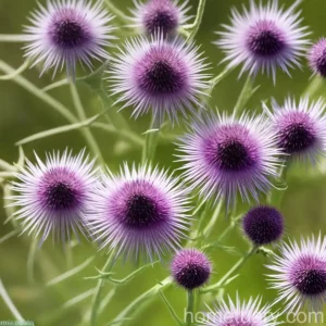 Knapweed Of Salamanca (Mantisalca Salmantica)