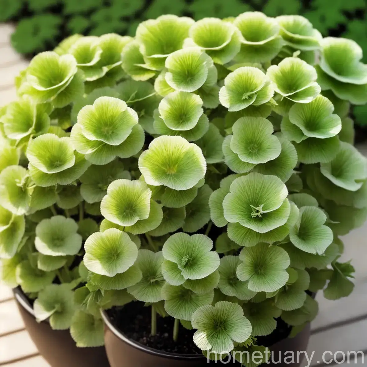 Lady’s Mantle (Alchemilla Mollis)