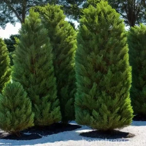 Lawson’s Cypress ‘ivonne’ (Chamaecyparis Lawsoniana ‘ivonne’)