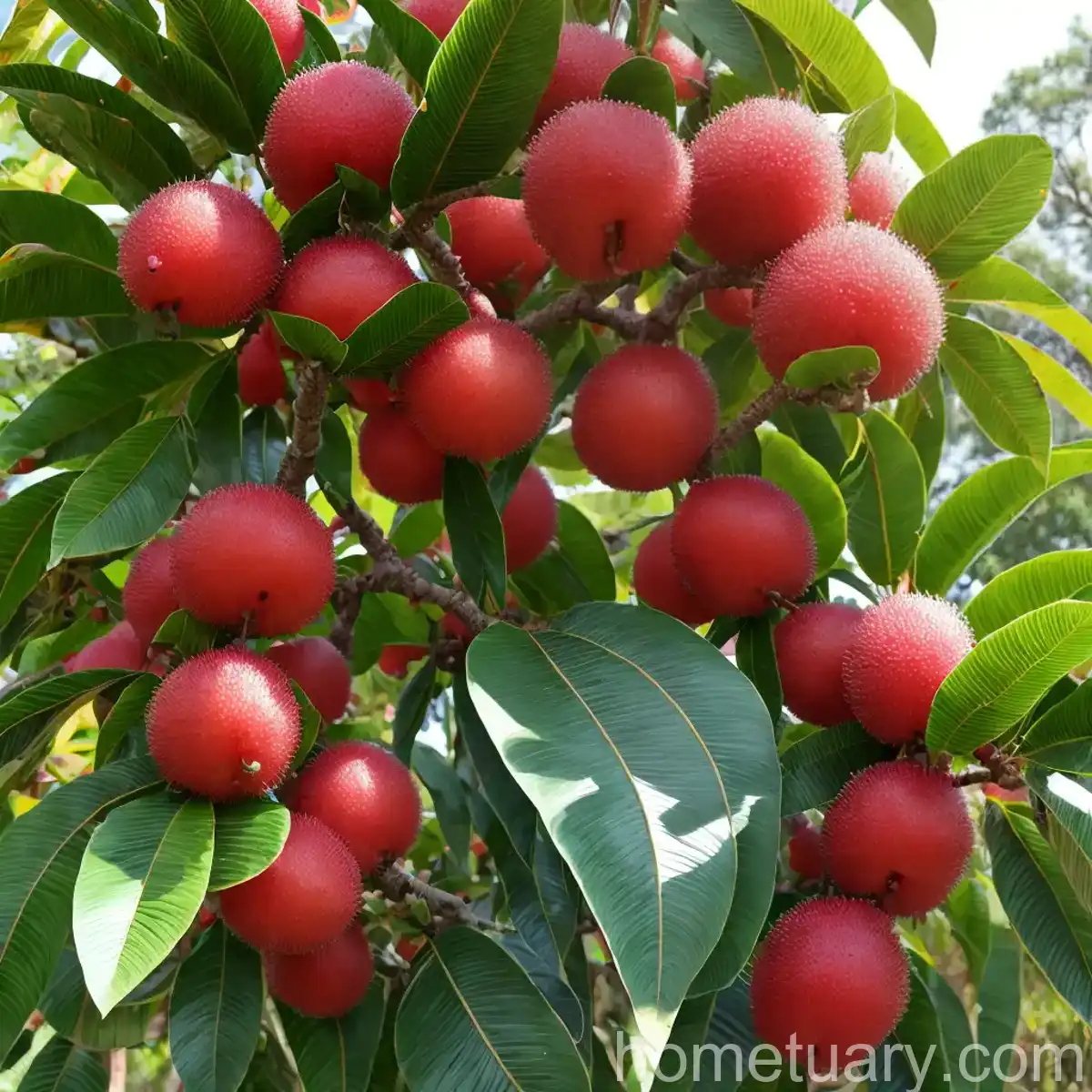 Litchi (Litchi Chinensis Sonn.)