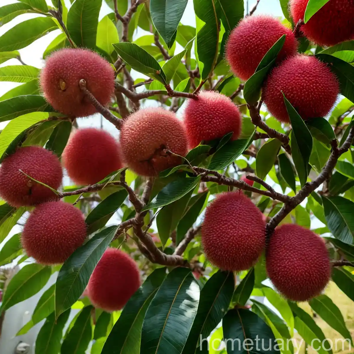 Lychee Tree (Litchi Chinensis)