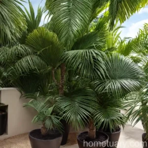 Madeira Palm (Acoelorrhaphe Wrightii)