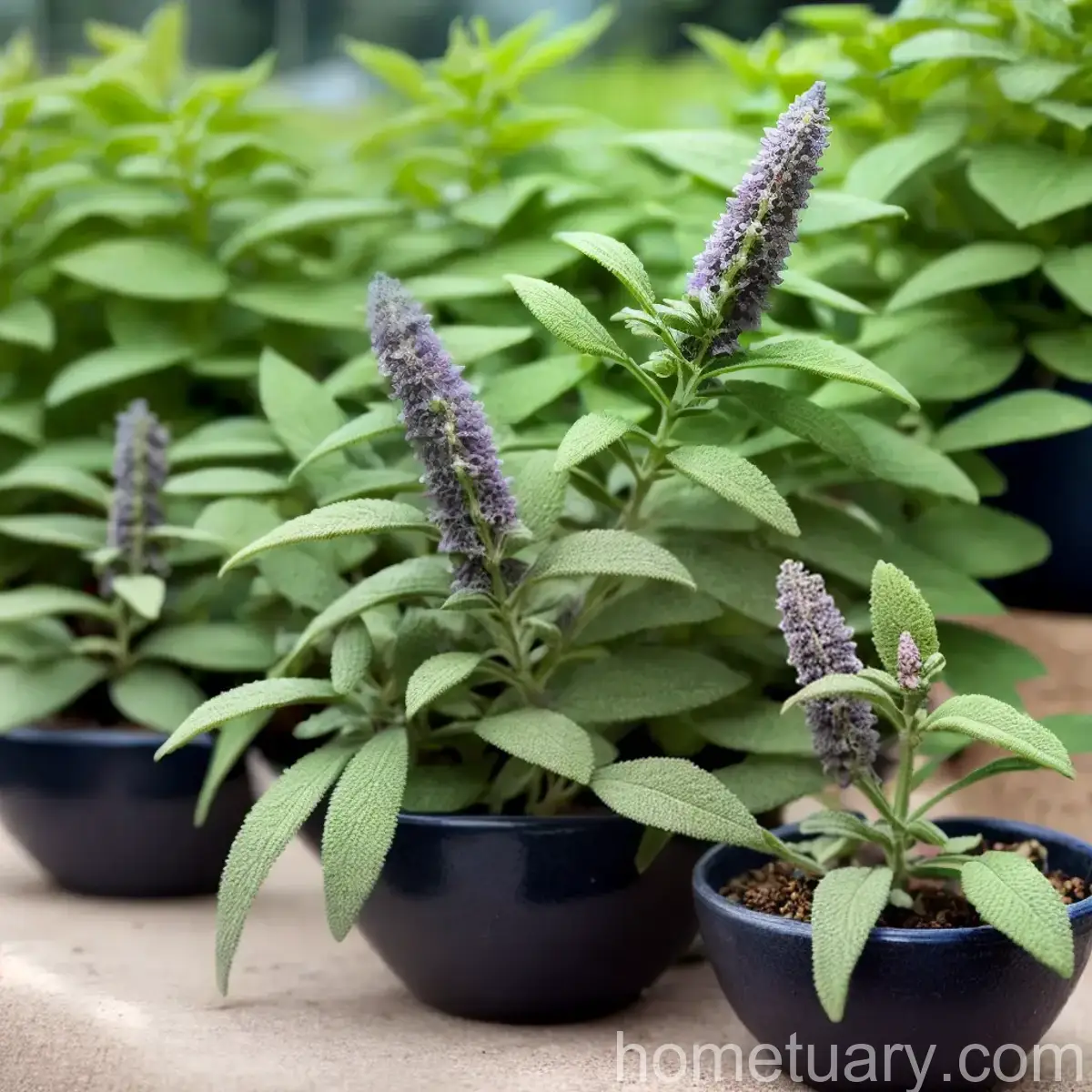 Mealycup Sage (Salvia Farinacea)