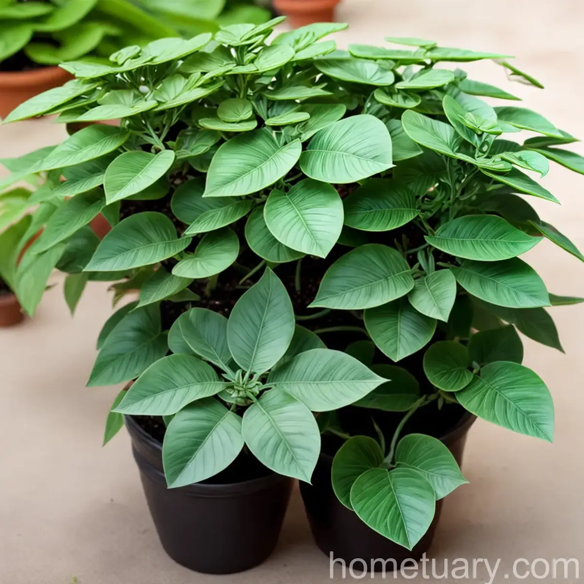 Medusa Plant (Euphorbia Flanaganii)