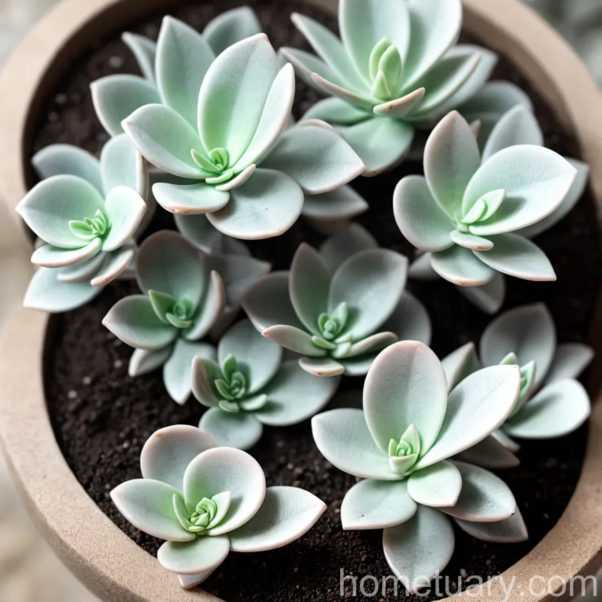 Moonglow Graptoveria (Graptoveria ‘Moonglow’)