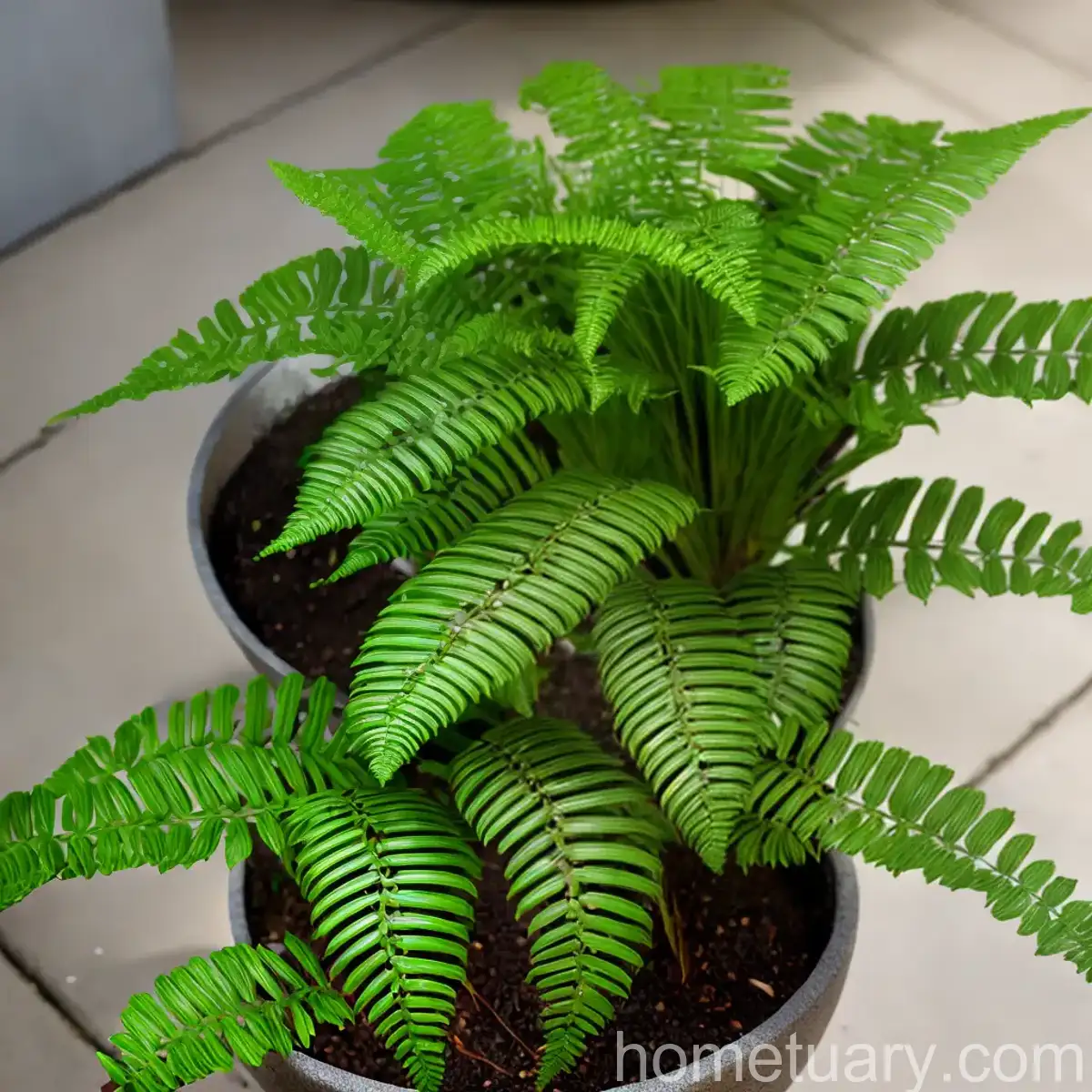 Mother Fern (Asplenium Bulbiferum)